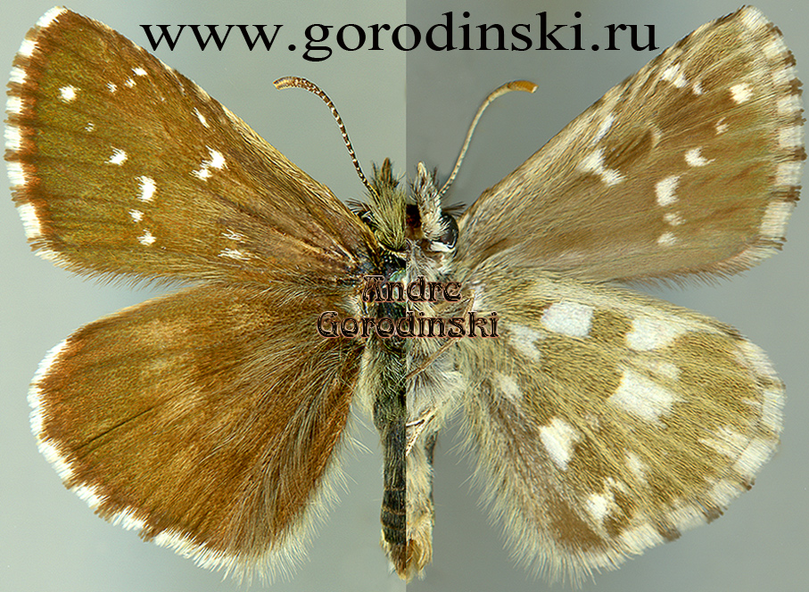 http://www.gorodinski.ru/hesperidae/Pyrgus speyeri.jpg